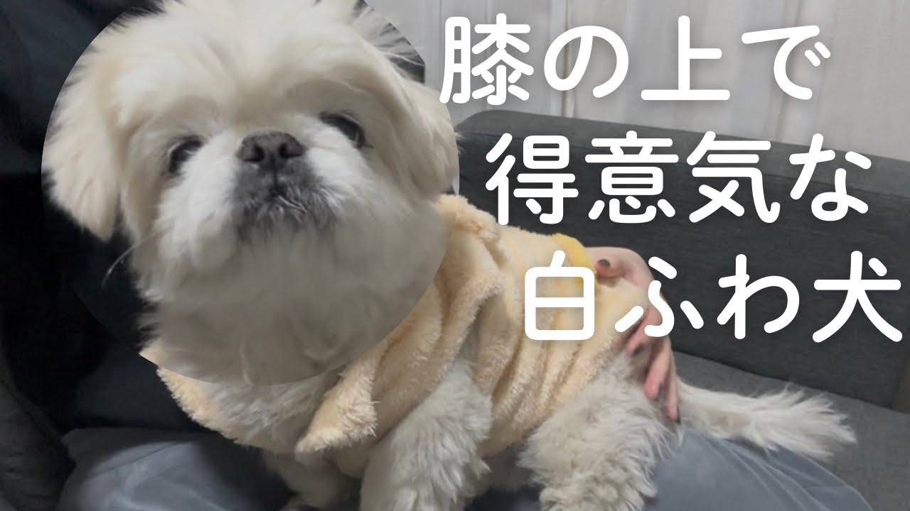 膝の上で『むんっ』て顔してる犬