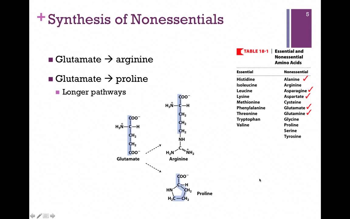 136-Synthesis of Nonessential Amino Acids