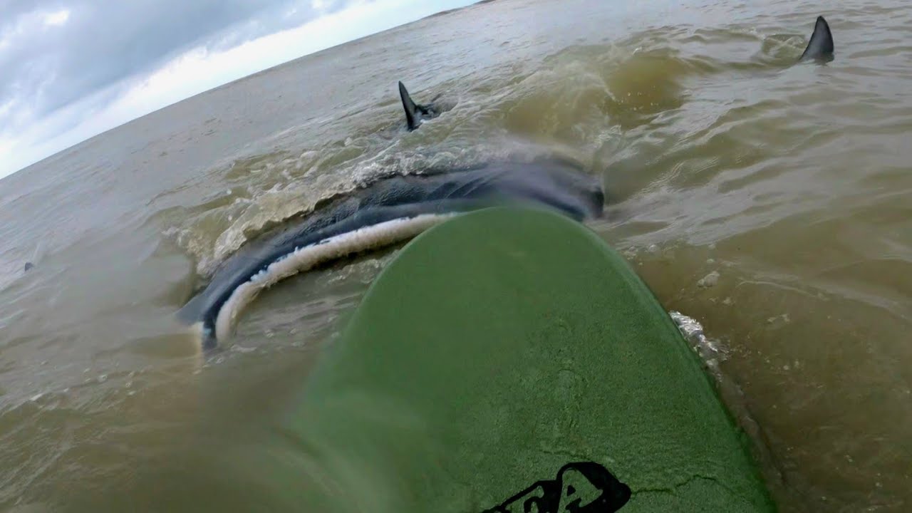 Surfer gets pushed by manta ray at Flagler Beach