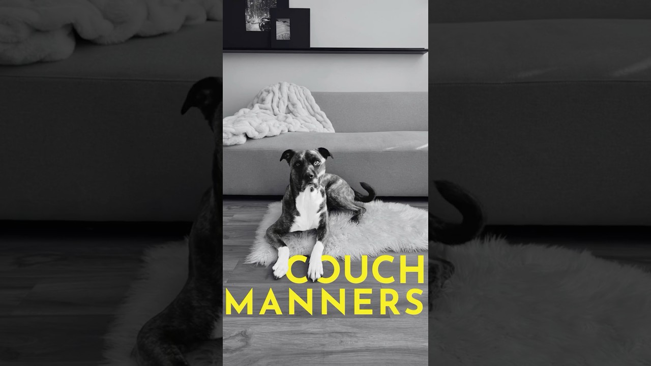 How to teach your dog to stay off the furniture #puppytraining #dogcoach