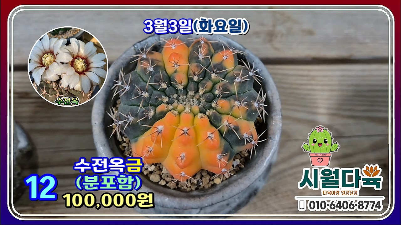 🌵❤️３월 3일(화요일) 영상 #선인장 #아프리카식물 #수전옥금 #마밀라리아 #명성환 #금황환 #월궁전 #단의여왕 #레브티아 #백소정 #디화옥금 #시월다육선인장 ❤️🌵💕