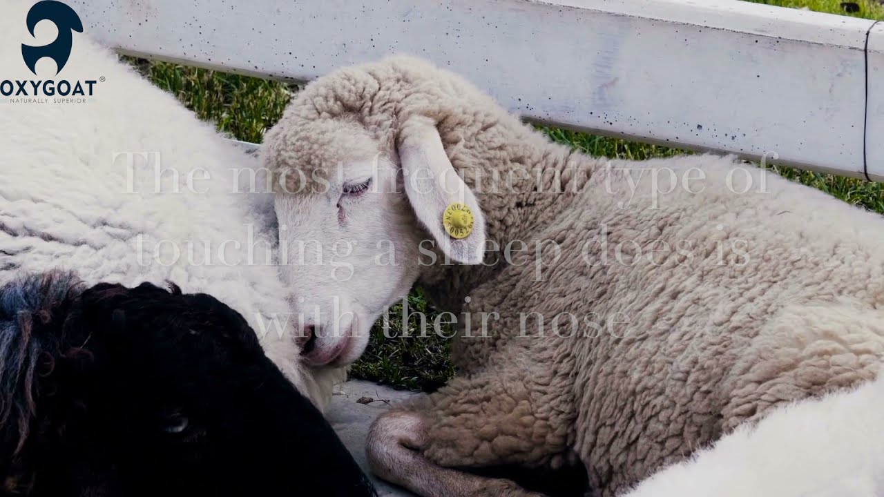 Sheep - Interesting Facts TOUCH