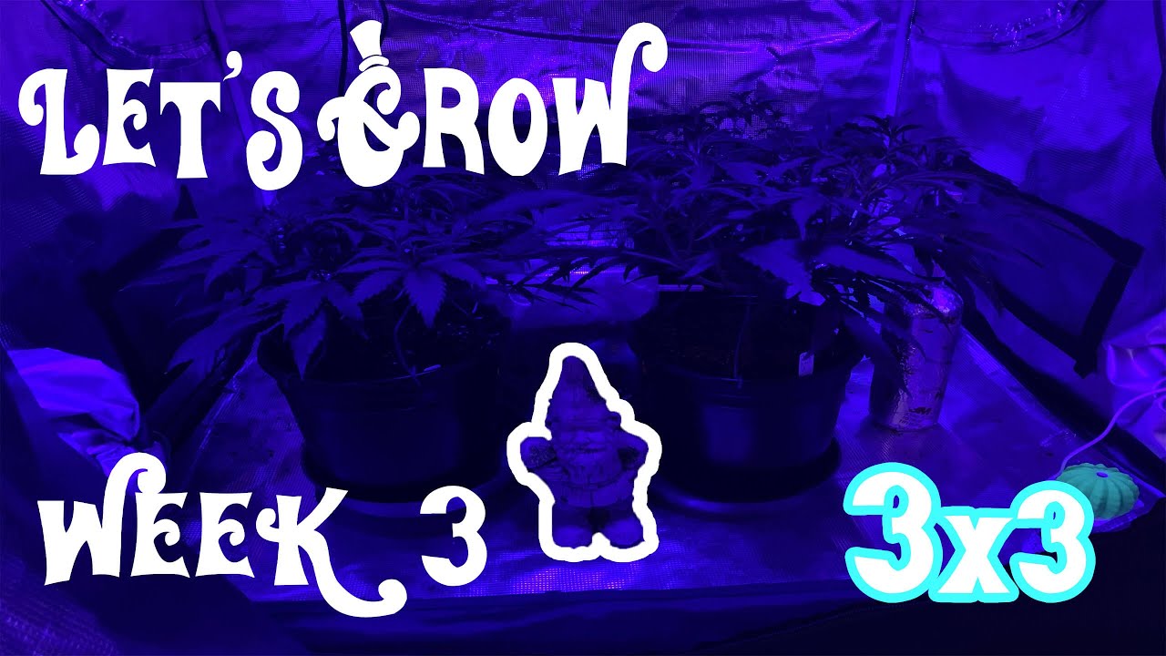 Low Stress Training, Flushing Purple Punch, Week #3