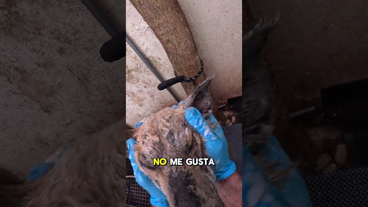 Lobito🐶🧩 “Buscan 🏡;Email: fundacionhuellitasaleman@Gmail.com 