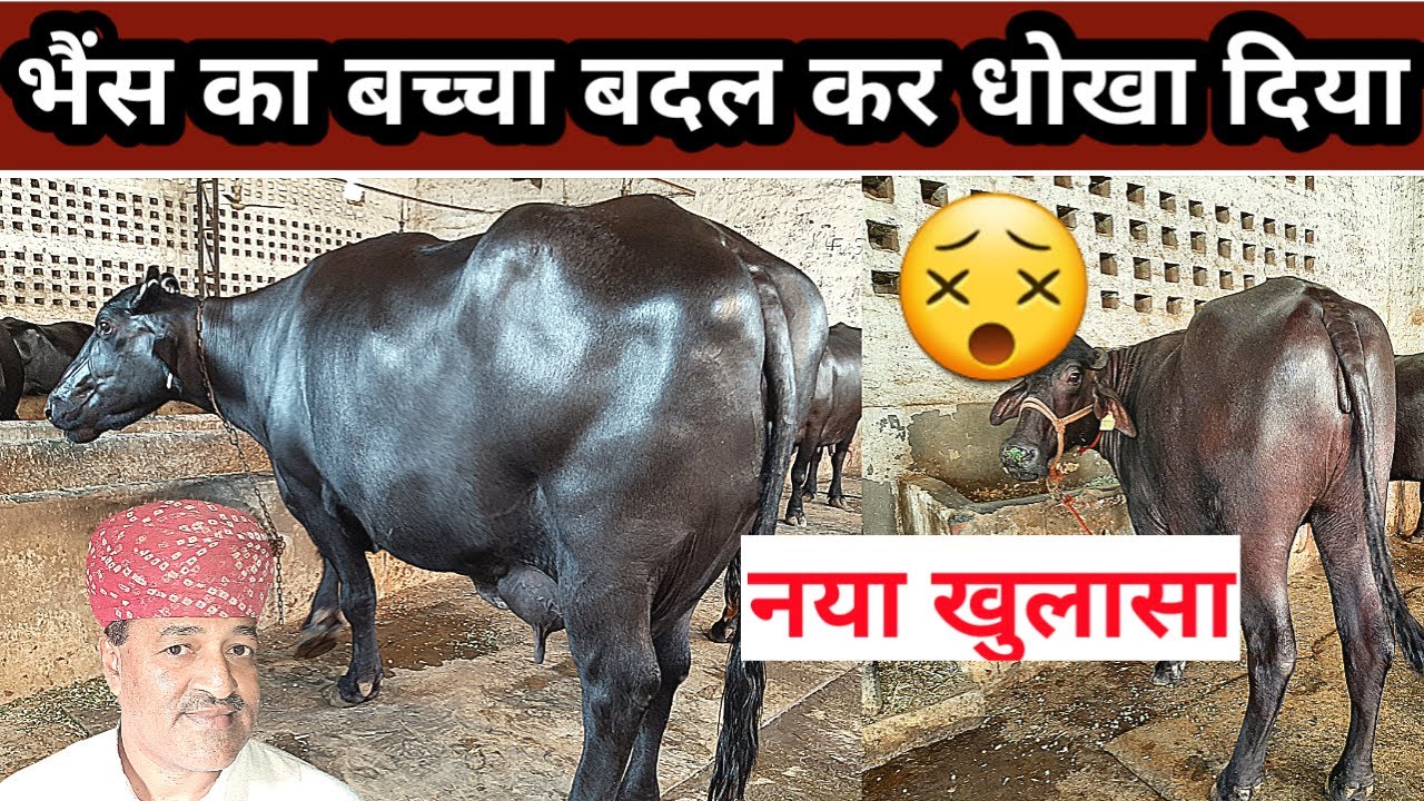Fraud in buying a milk buffalo/How to Select a Heavy Milker Buffalo-Part 3