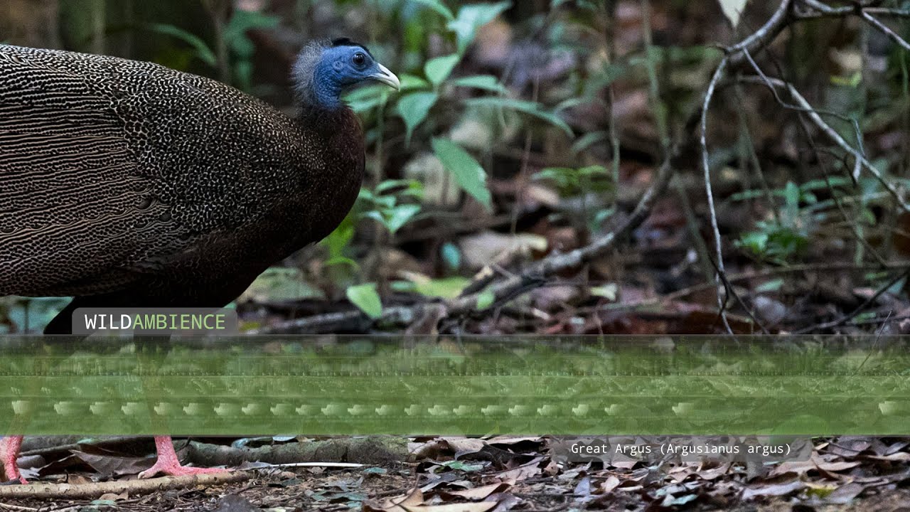 Great Argus Call & Sound - The sounds of a Great Argus Pheasant calling in Borneo