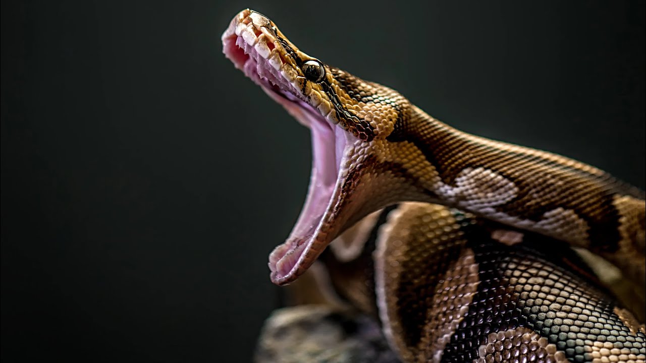 Anacondas Explained in 3 minutes!