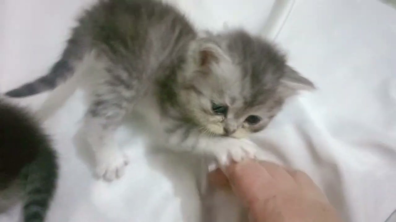 أفوش ودبور وكراميلا🐈🐈🐈عسلاتي كلهم#قطط رباب المرشدي 