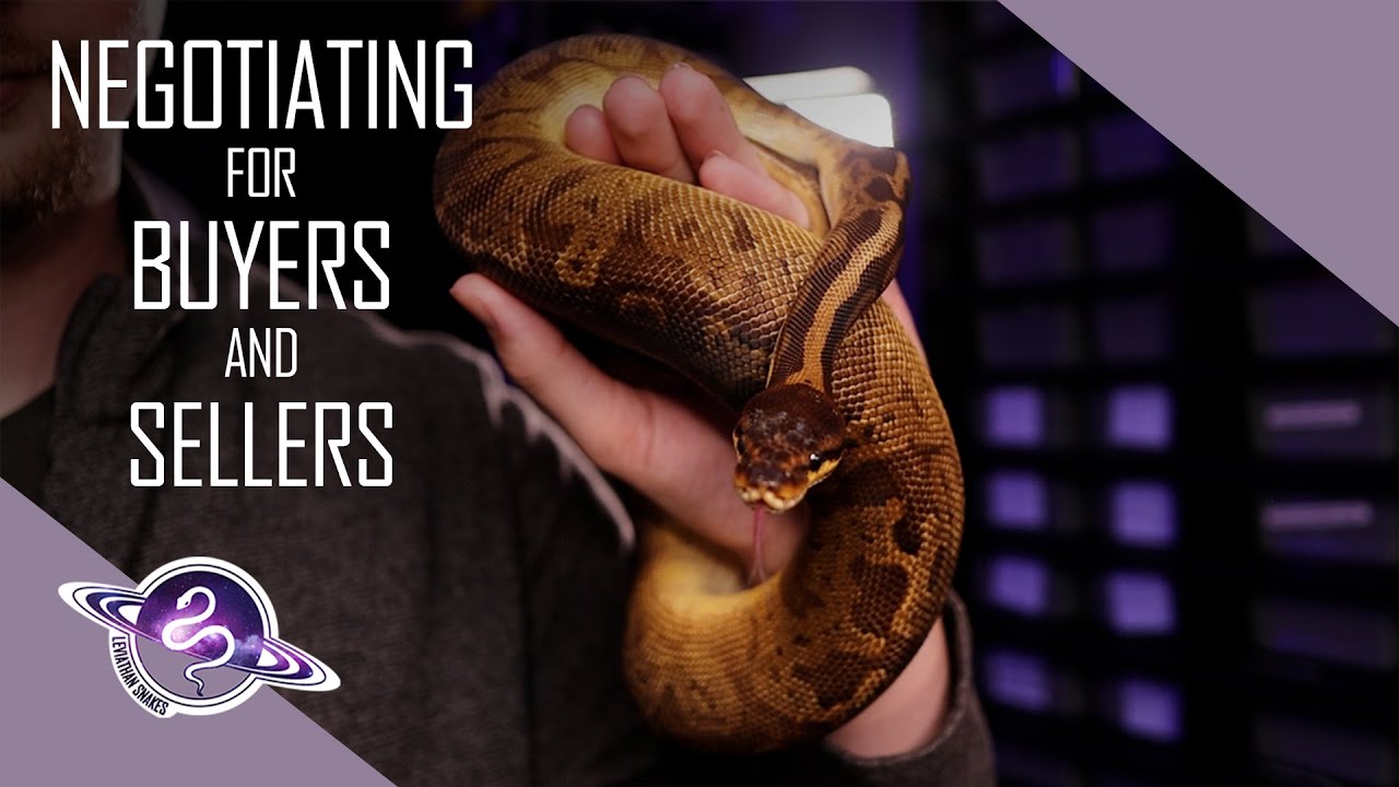 Negotiating Ball Pythons for Buyers and Sellers | Ball Python Business Tips