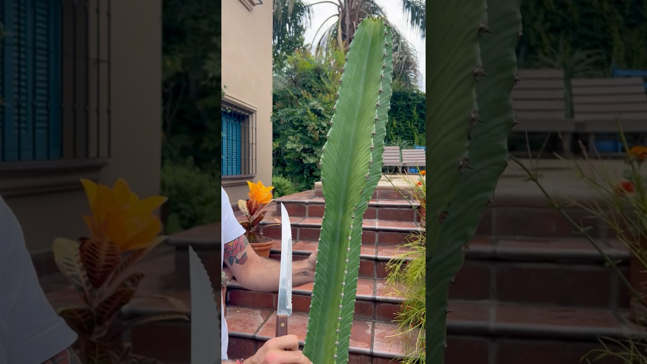 Reproducci&oacute;n de EUPHORBIA por ESQUEJE Muy f&aacute;cil