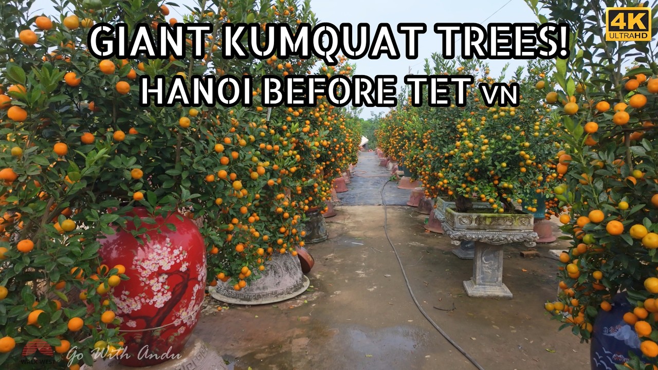 Walking Through Tu Lien Kumquat Village 🌿 | Hanoi Before Tet 2026 🇻🇳
