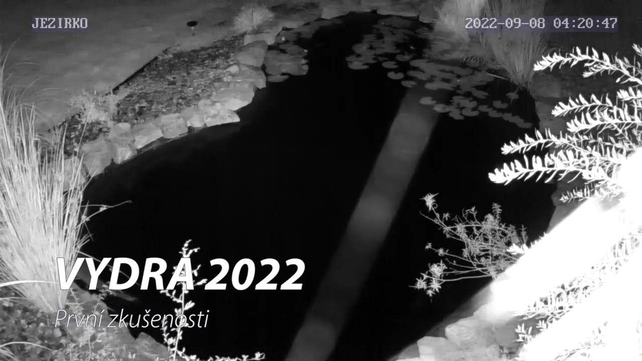 Vydra v jezírku
