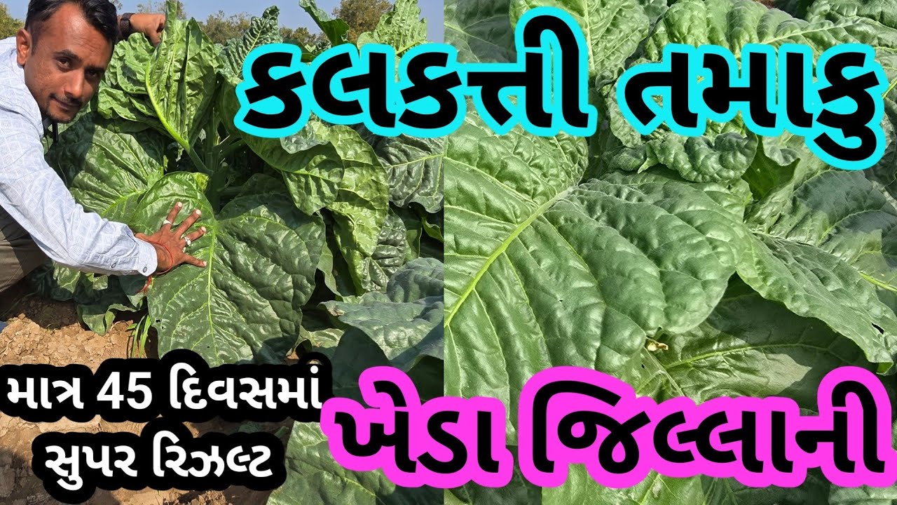 તમાકુની ખેતી નંબર 1 રિઝલ્ટ || Tamaku ni kheti || 9909887736 || માત્ર આટલા દિવસની તમાકુ 🤔.?
