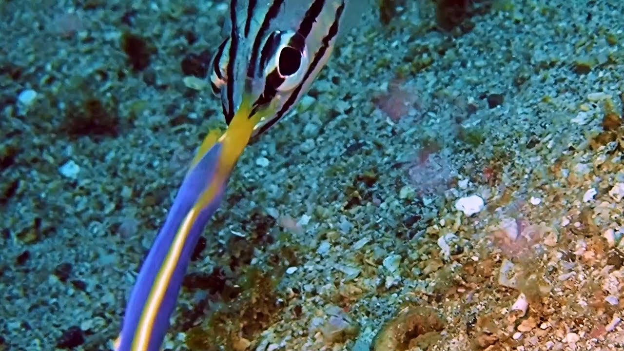 Weird MACRO Critter Muck Diving Highlights Video 6 Lembeh – 3rd Trip.