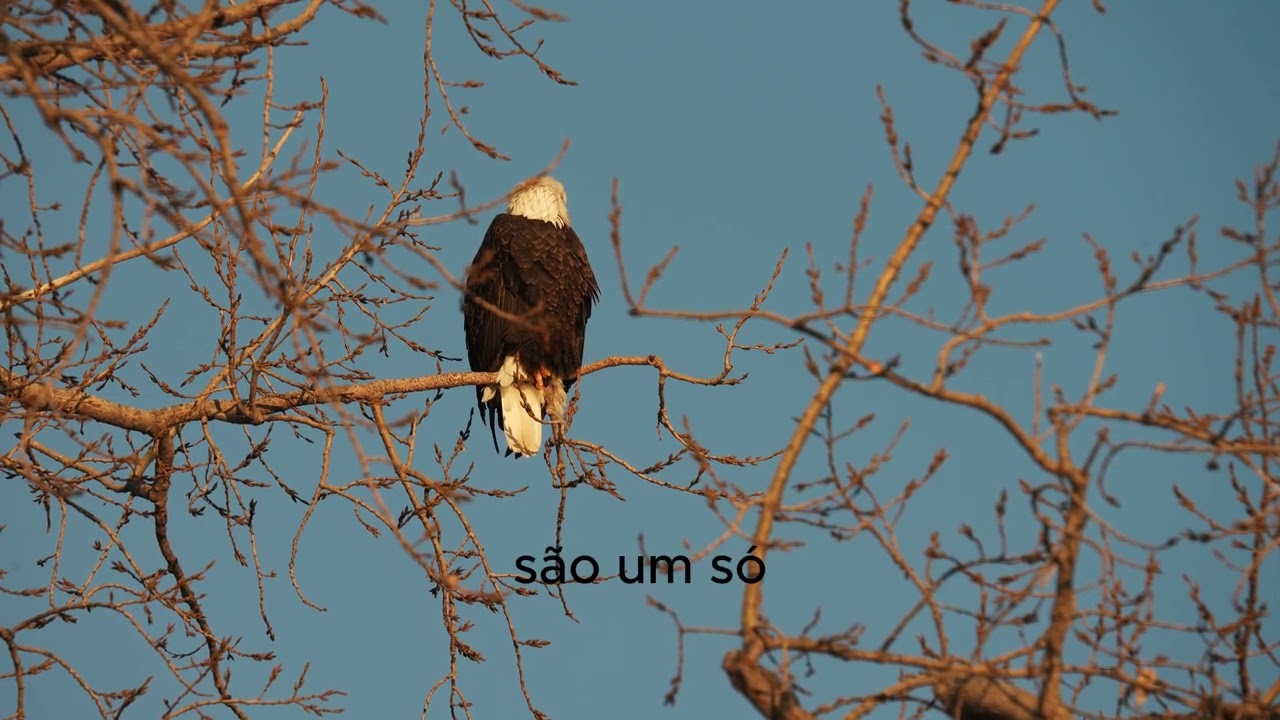 o voo da águia, o voo de sua vida