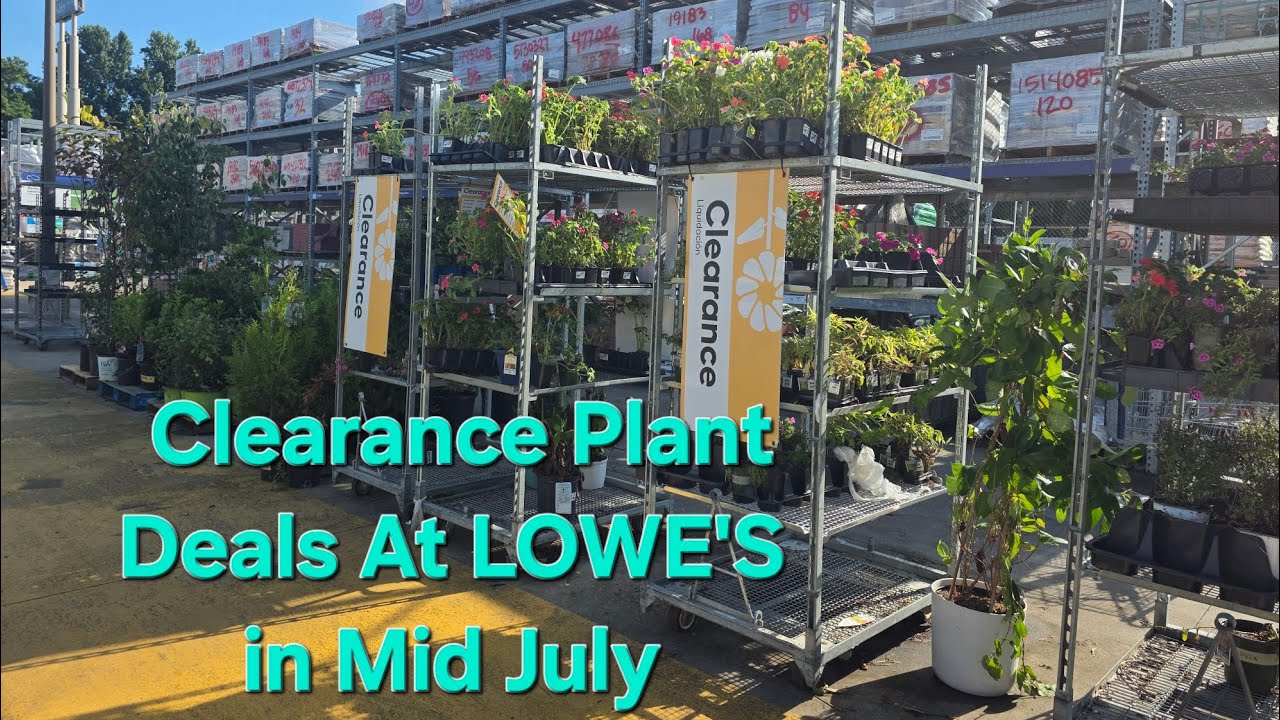 LOWE'S Garden Center Clearance Plants in Mid-July 🪴.Nice Plants. Great Deals.