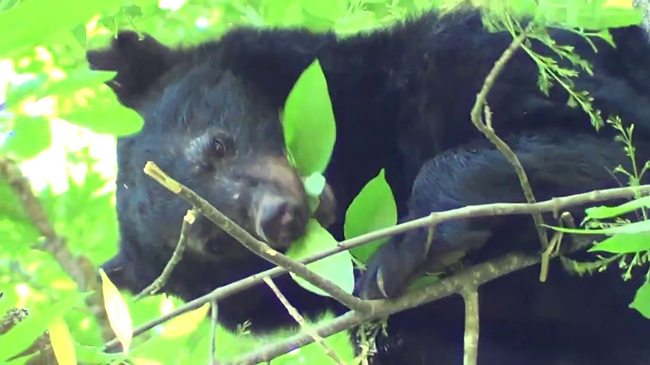 Close Encounter with Black Bear Mama and Cub in the Great Smoky Mountains!