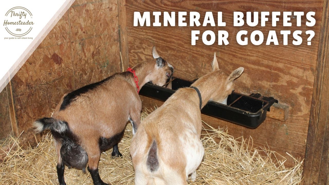 Why I don't recommend mineral buffets for goats 2.0