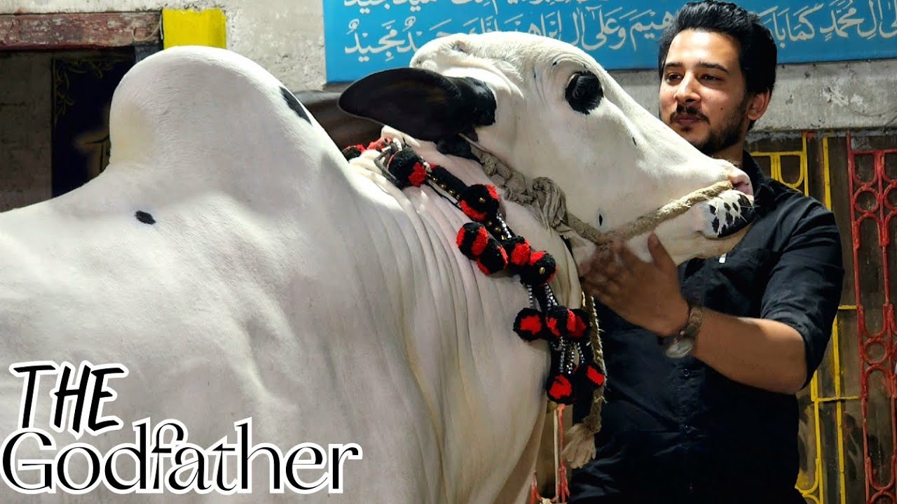 Dera Sheikh Shakeeb - Dangerous Bulls - Fateh Jang Bulls 2023 - Cow Mandi 2023 -Bakra Mandi 2023