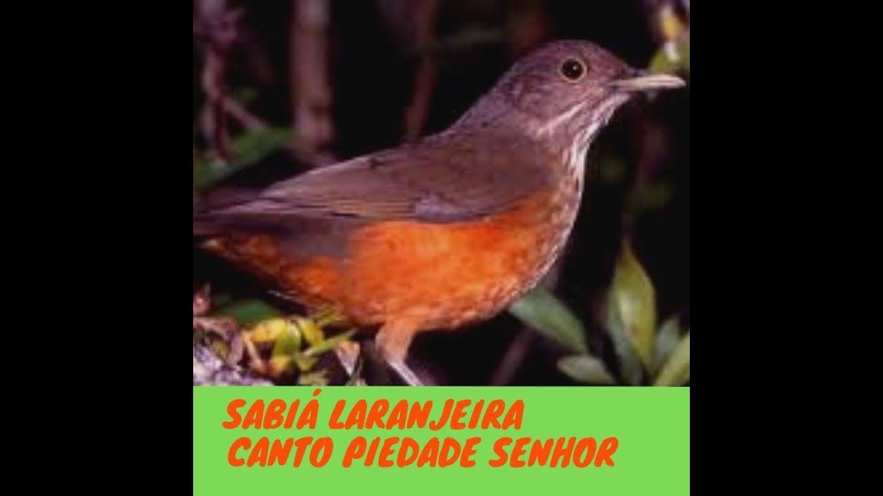 Sabiá Laranjeira, Canto Piedade Senhor