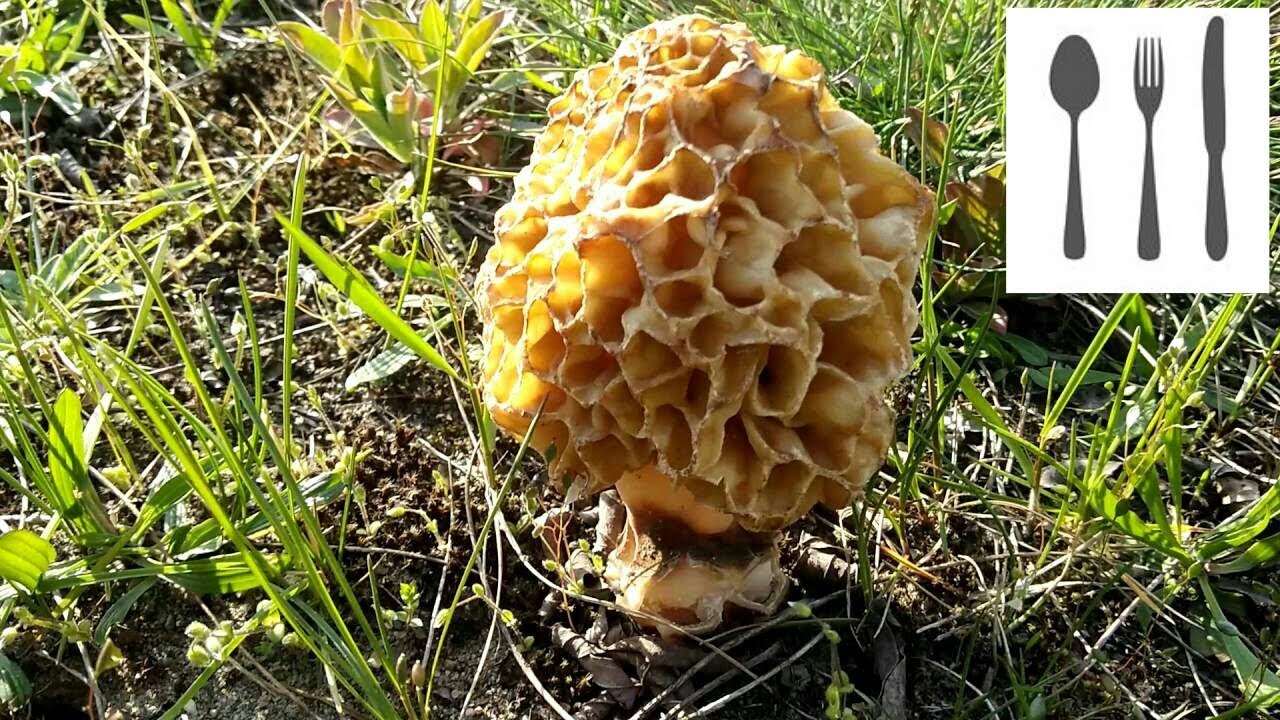 Smardz jadalny, smardz zwyczajny (Morchella esculenta) Jaworzno  30.04.2016