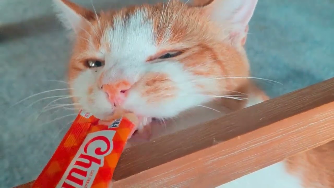 Georgie's story:  A cat living with HCM @GeorgieDeeDee 