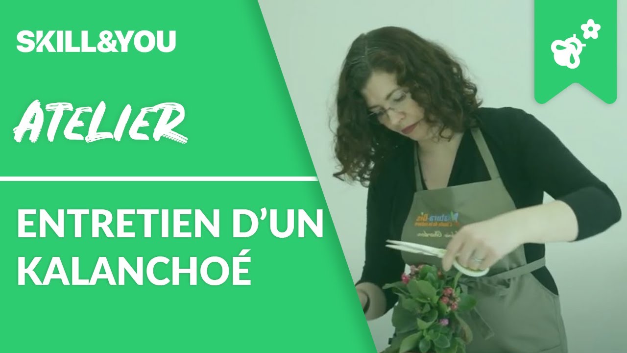 Entretien Kalanchoé | Skill and You