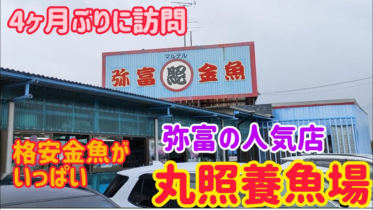【金魚】【弥富金魚店、丸照養魚】4ヶ月ぶりに丸照さんに行ってきました