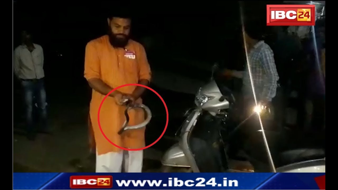 Betul News MP: स्कूटी के हैंडल से निकला कोबरा | बाल-बाल बची जान | देखिए