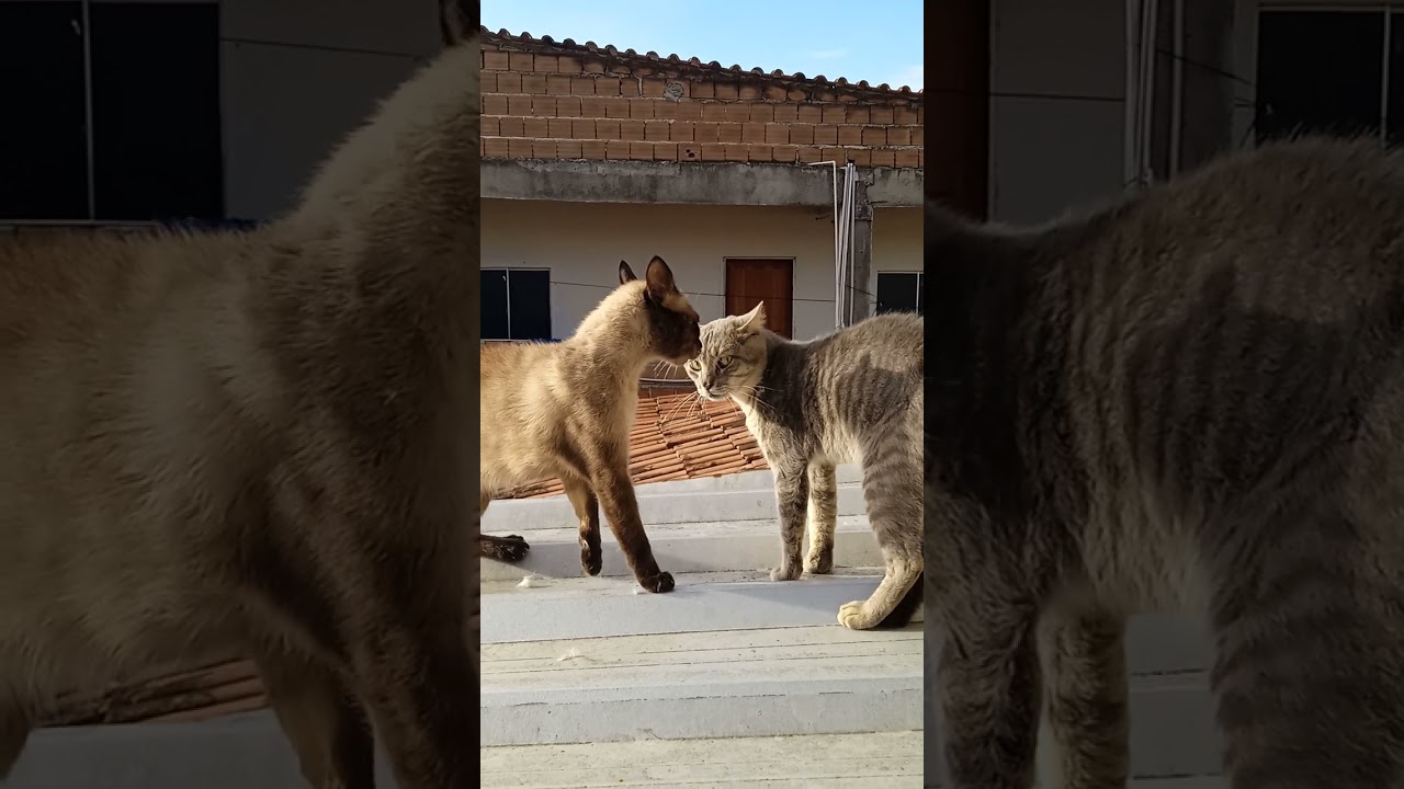 O pau quebrou vishi...veja até o fim