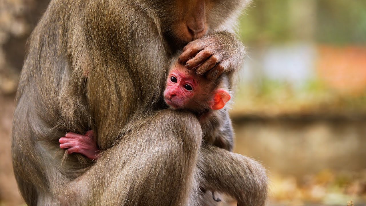 Newborn Macaque Babies Learn from Their Mums – Heartwarming Moments