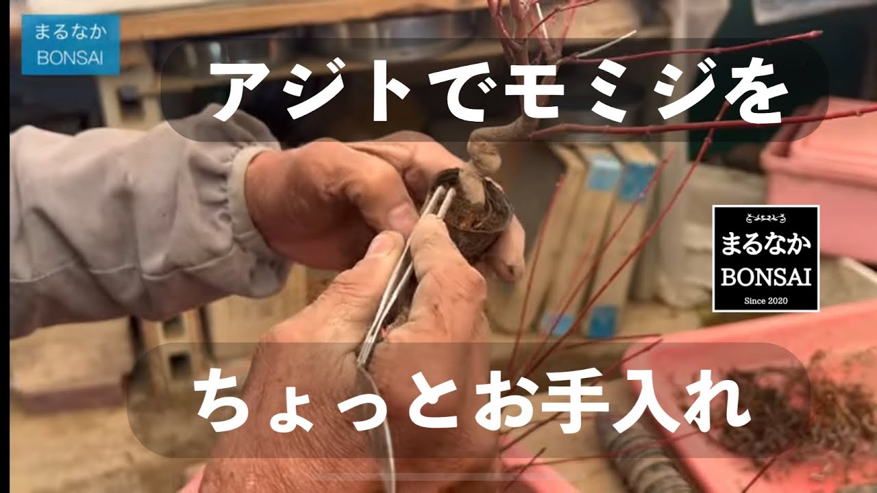 #402 アジトで植え替え指導ほか。@まるなかBONSAI  【ミニ盆栽】