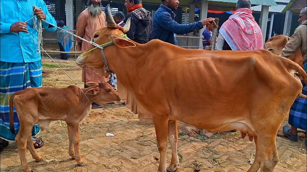 @আজ ৪/২/২৬ | কমদামের মধ্যে গাভী ও বাছুর গরুর দাম | আমবাড়ী হাট |দিনাজপুর 