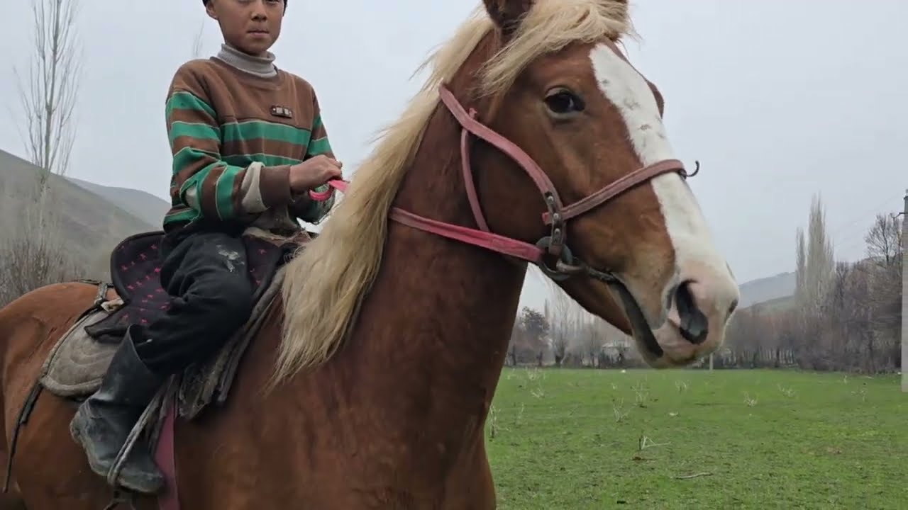 +996 995 700 756 Прпада Руслан балбандын корс Атынын баласы далилдер жетиштүү