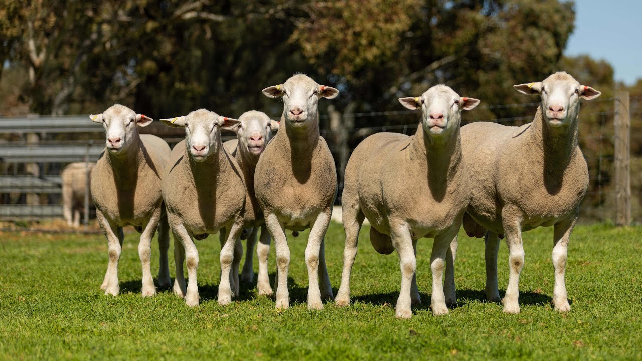 Bundara Downs White Suffolks 2023 Stud Rams
