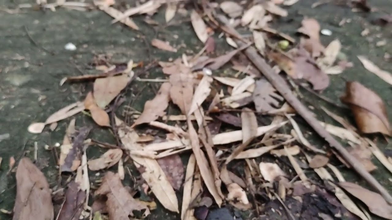Cinematics View of Nature With Nature sounds