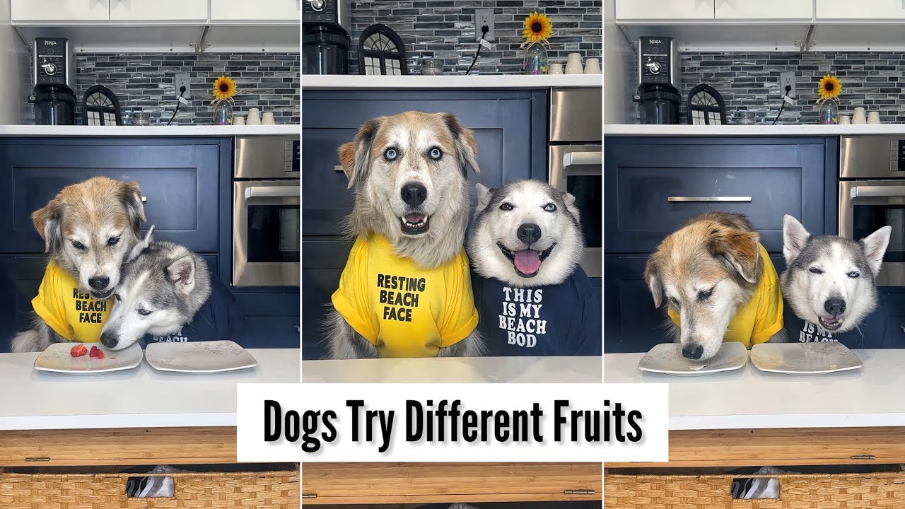 Dogs Try Different Fruits