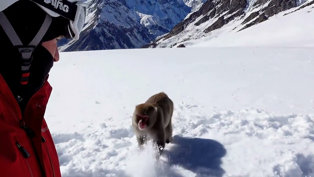 Funny Snow Monkey Interaction While Skiing (POV 2026)