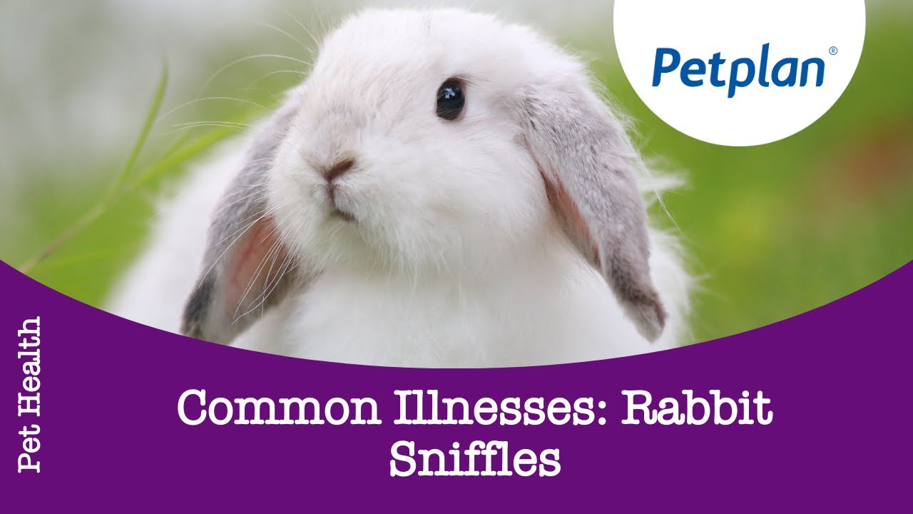 Rabbit Illness: Rabbit Snuffles - Petplan
