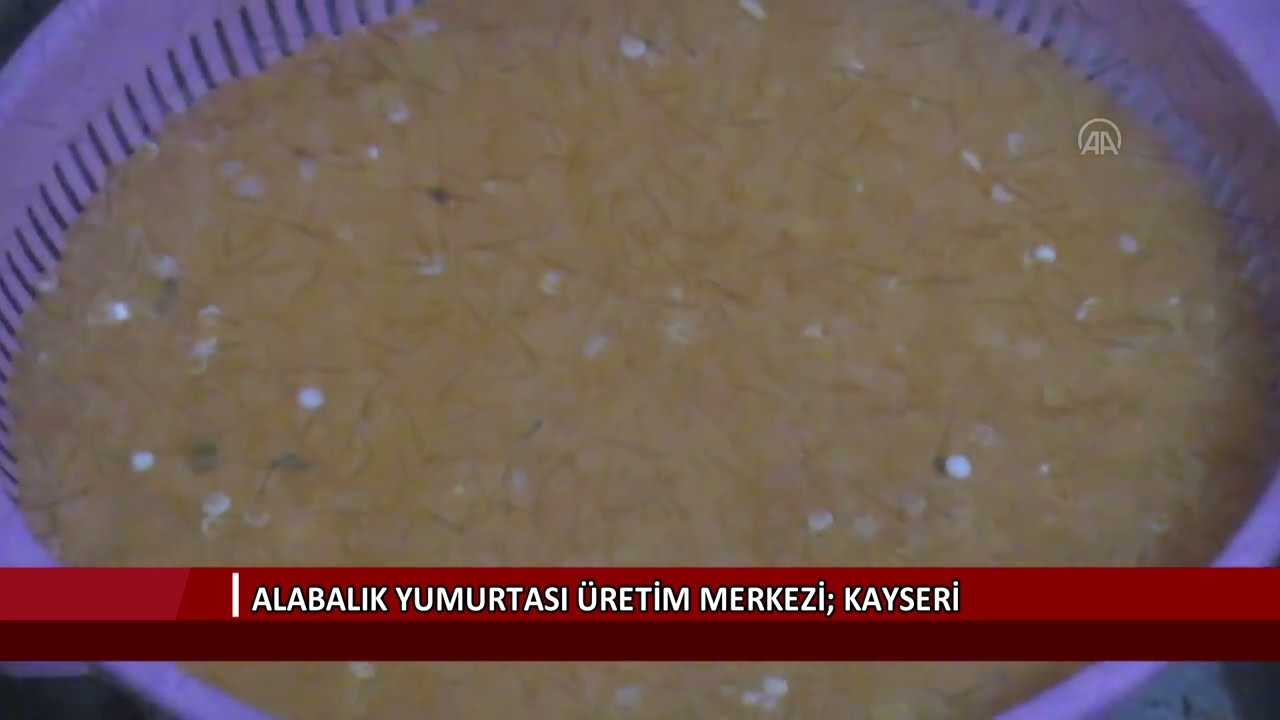 Alabalık yumurtası üretim merkezi Kayseri
