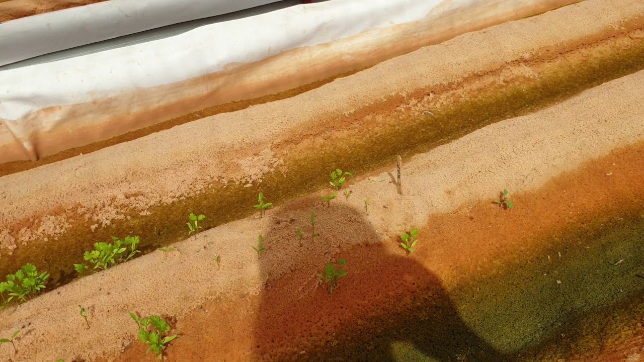 توثيق إنشاء نظام ساند أكوابونيك خطوة بخطوة فيديو رقم ٦  sand aquaponics iAVs video #6