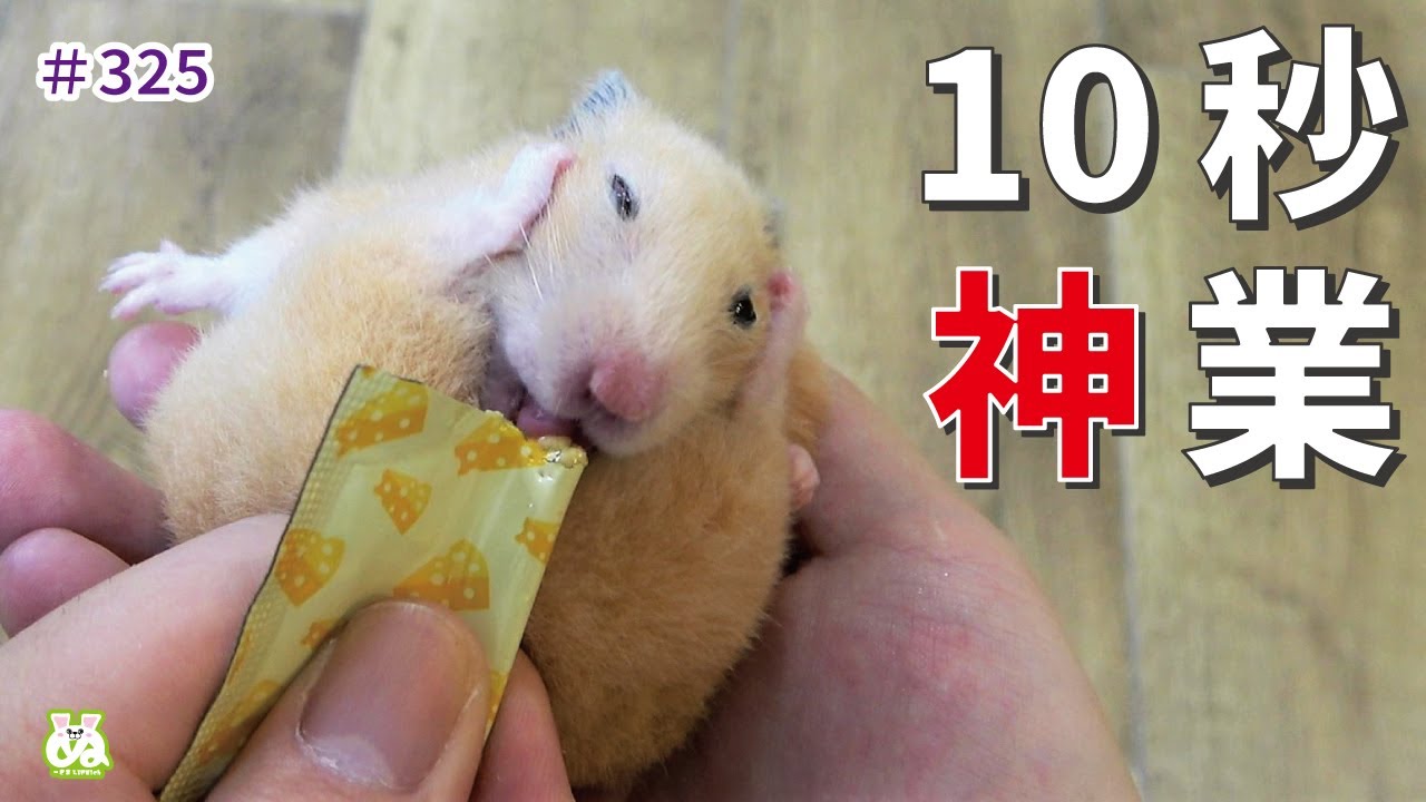 なんだこの生き物ｗ興奮し過ぎてハムスターの領域超えてるだろ…