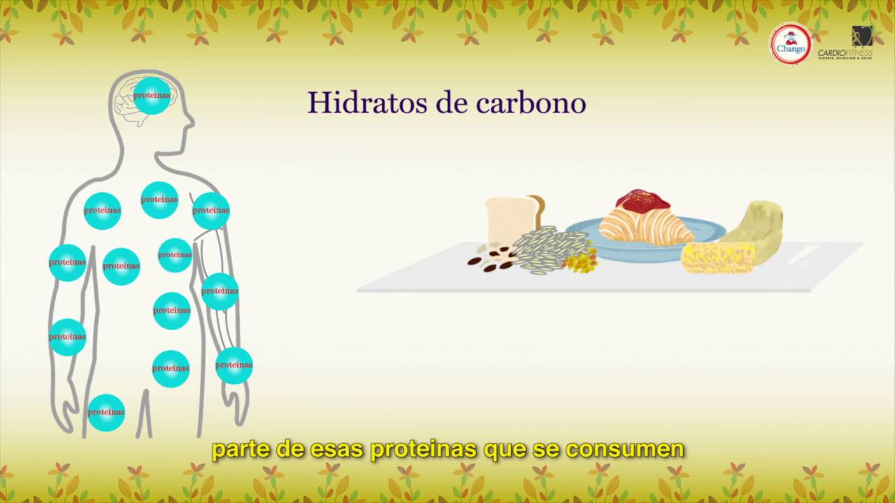 Que son los Hidratos de carbono y que importancia tienen en nuestro cuerpo