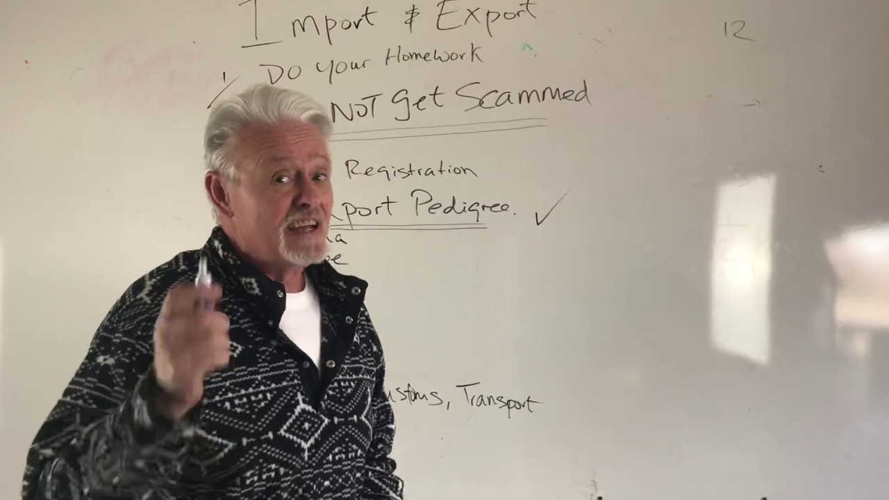 Importing dogs tips & traps