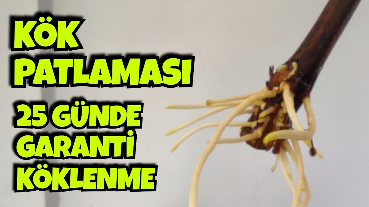 Asma Çeliklerinde Kök Patlaması! Evde Kolay ve Garantili Yöntem