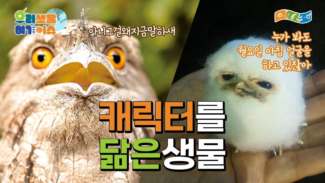 [우리생물여기이슈] 만화에서 튀어나온 동물들