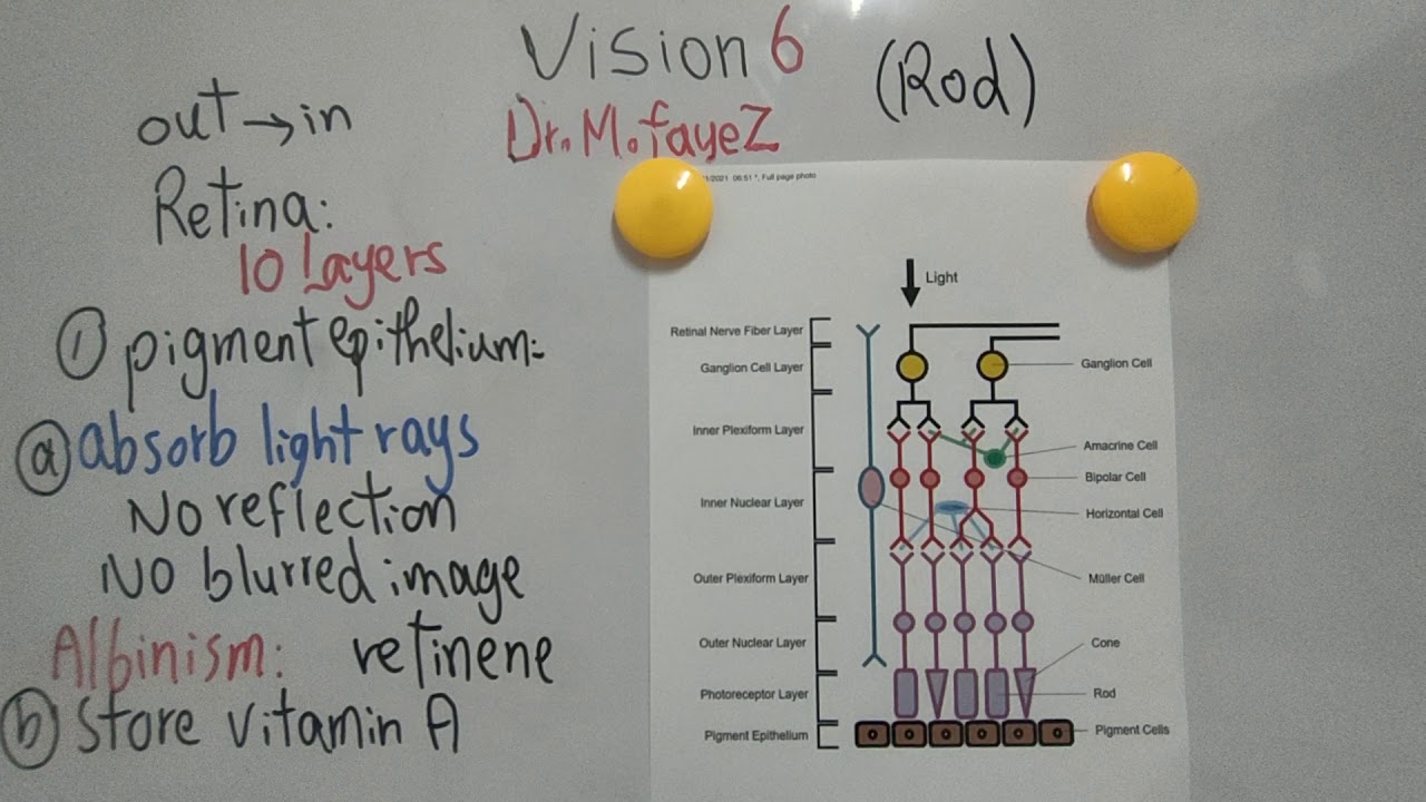 #Special_Sense_Dr_Mohamed_Fayez Retinal Layers