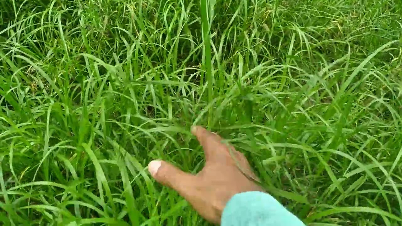 PASTAGEM de CAPIM BUFFEL GRASS no início de DEZEMBRO de 2025 