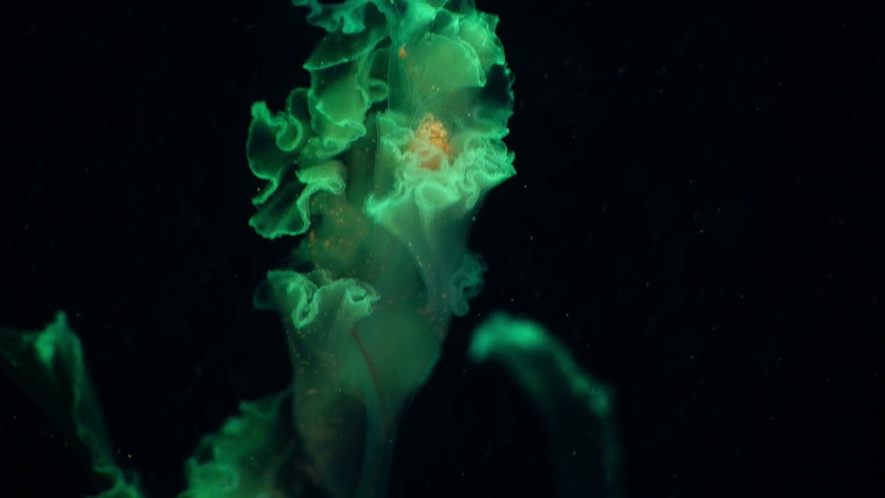 A living conscience (Official music video) #music #trending 