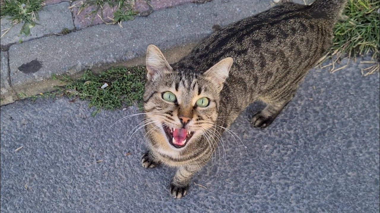 This sweet tabby cat is so friendly.